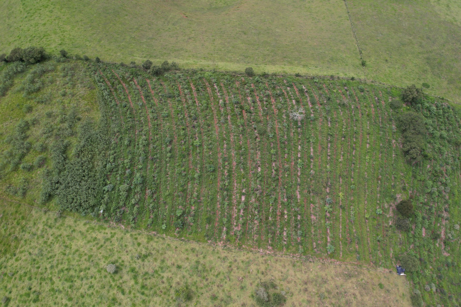 Restauração na Mantiqueira