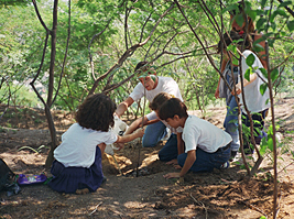 Capim prensado em formas